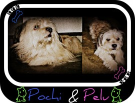 Pelu y Pochi